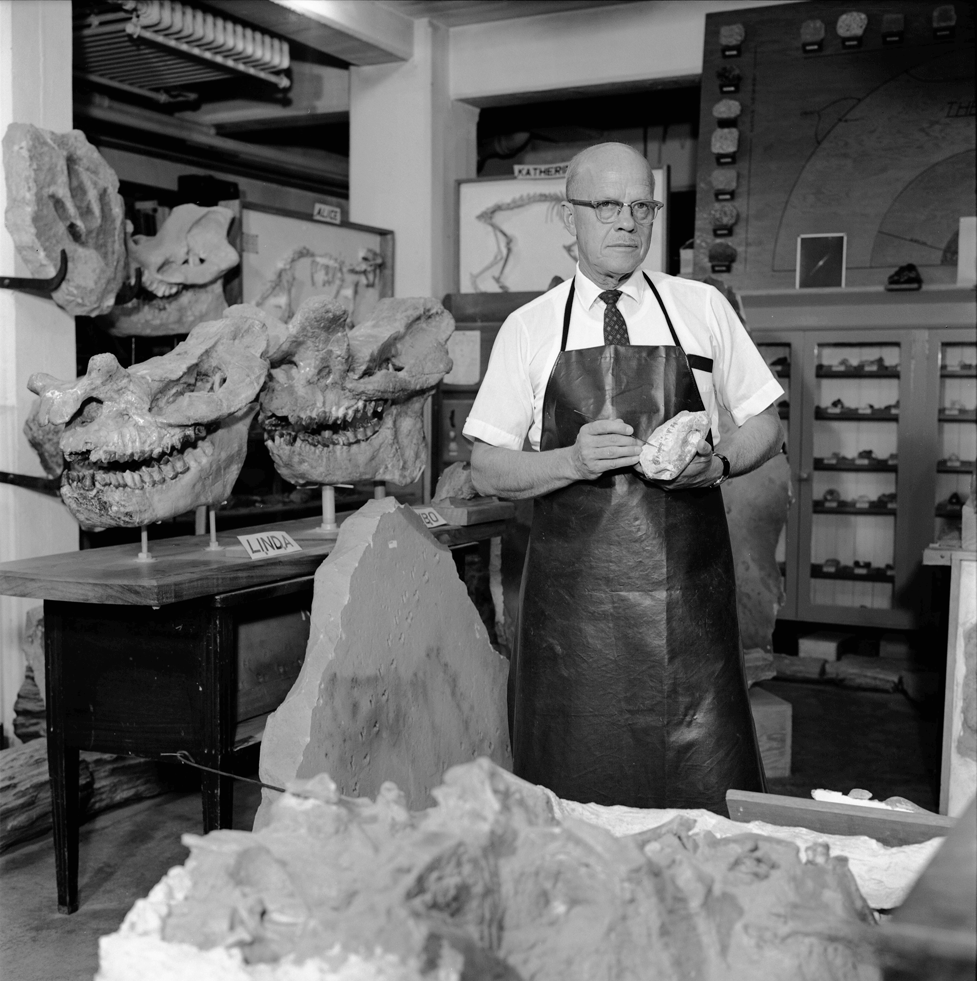 Photo of Ray Alf working with Specimens