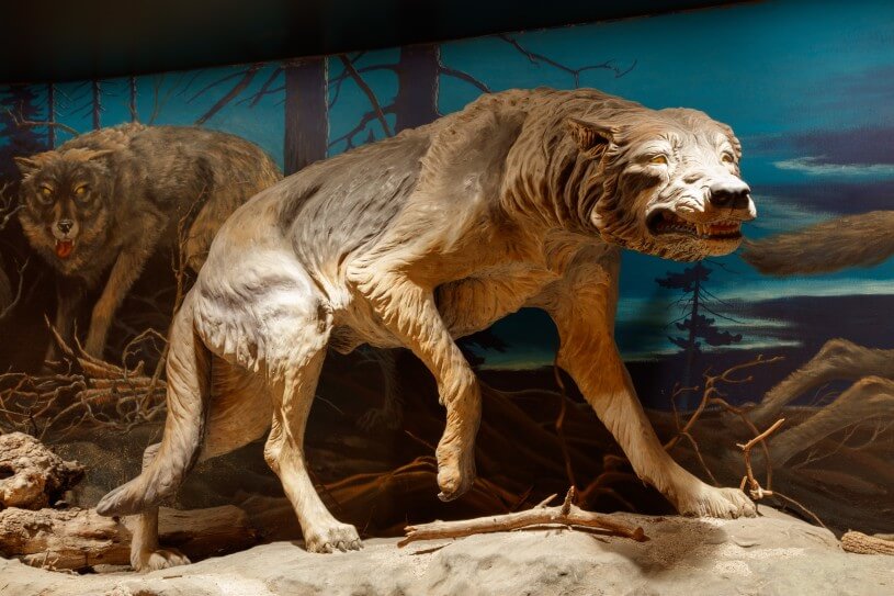 Life reconstruction of a dire wolf at the La Brea Tar Pits and Museum.
