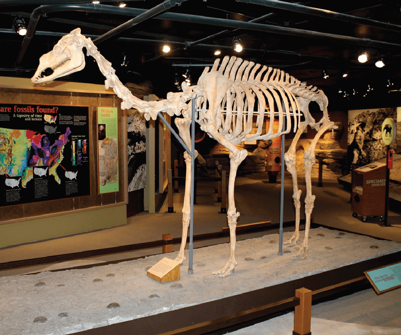 Dinosaur Fossil Exhibit | Alf Museum